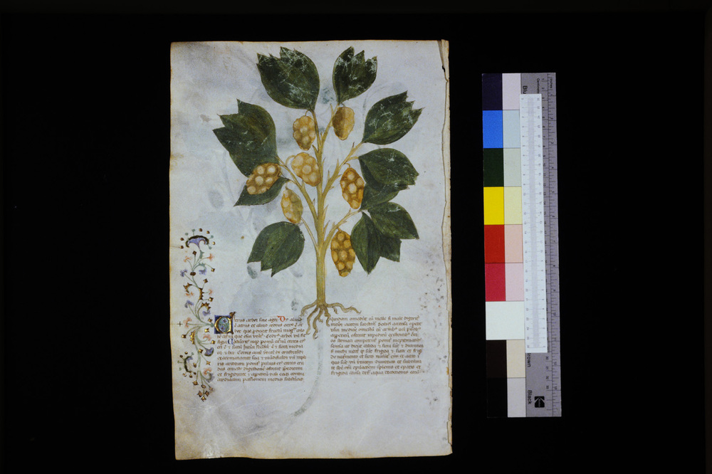 Roma, Biblioteca Casanatense, Ms. 459
icpal_29585
Keywords: Casanatense Ms. 459, Casanatense