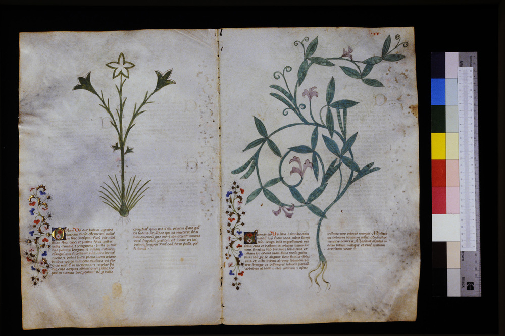 Roma, Biblioteca Casanatense, Ms. 459
icpal_29586
Keywords: Casanatense Ms. 459, Casanatense