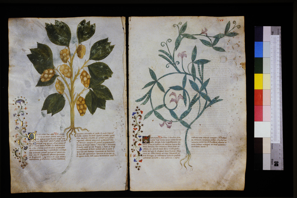 Roma, Biblioteca Casanatense, Ms. 459
icpal_29587
Keywords: Casanatense Ms. 459, Casanatense