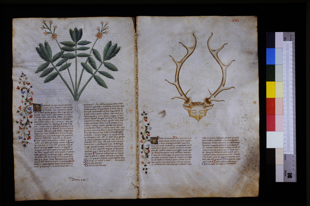Roma, Biblioteca Casanatense, Ms. 459
icpal_29593
Keywords: Casanatense Ms. 459, Casanatense