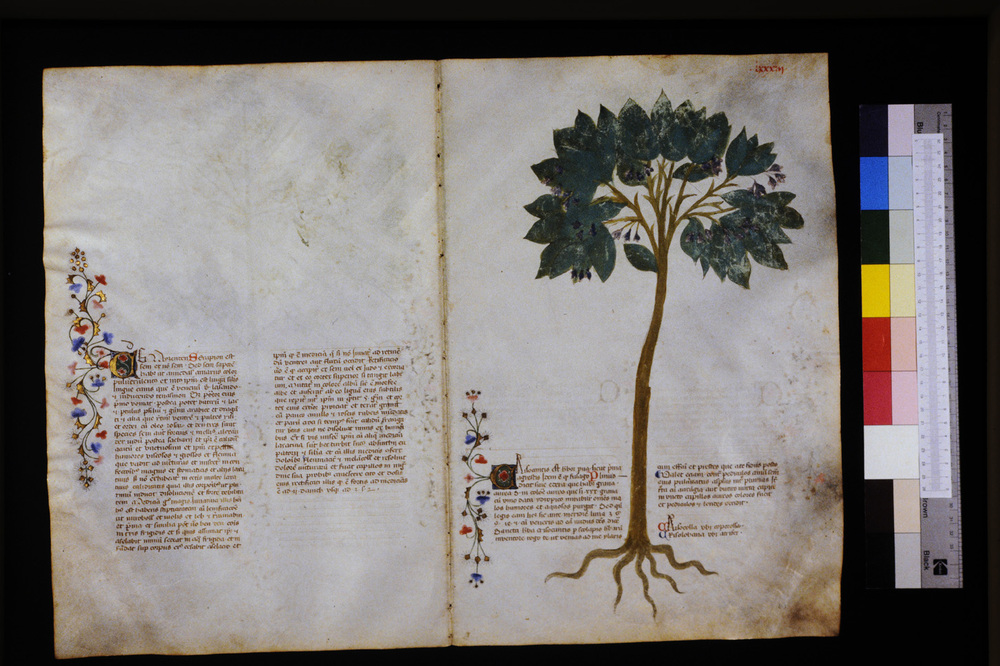 Roma, Biblioteca Casanatense, Ms. 459
icpal_29595
Keywords: Casanatense Ms. 459, Casanatense
