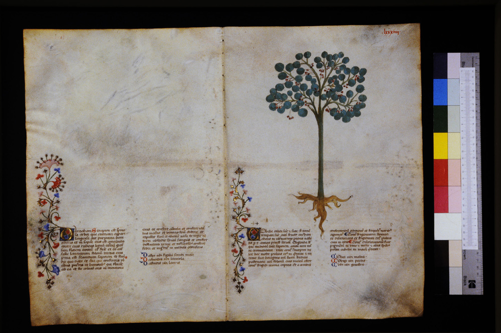 Roma, Biblioteca Casanatense, Ms. 459
icpal_29596
Keywords: Casanatense Ms. 459, Casanatense