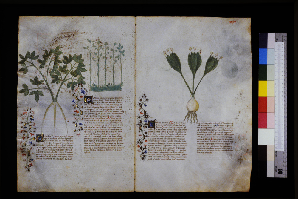 Roma, Biblioteca Casanatense, Ms. 459
icpal_29597
Keywords: Casanatense Ms. 459, Casanatense