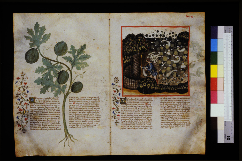 Roma, Biblioteca Casanatense, Ms. 459
icpal_29598
Keywords: Casanatense Ms. 459, Casanatense