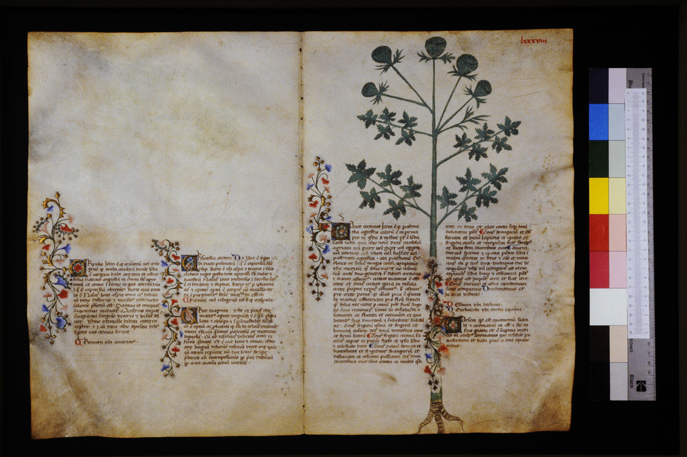 Roma, Biblioteca Casanatense, Ms. 459
icpal_29600
Keywords: Casanatense Ms. 459, Casanatense