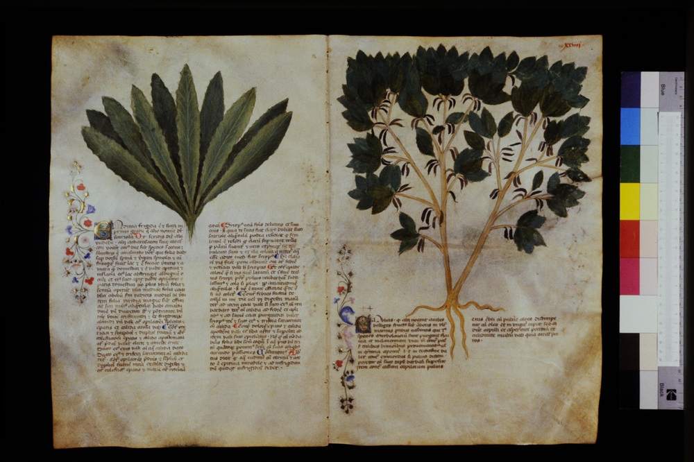 Roma, Biblioteca Casanatense, Ms. 459
icpal_29606
Keywords: Casanatense Ms. 459, Casanatense