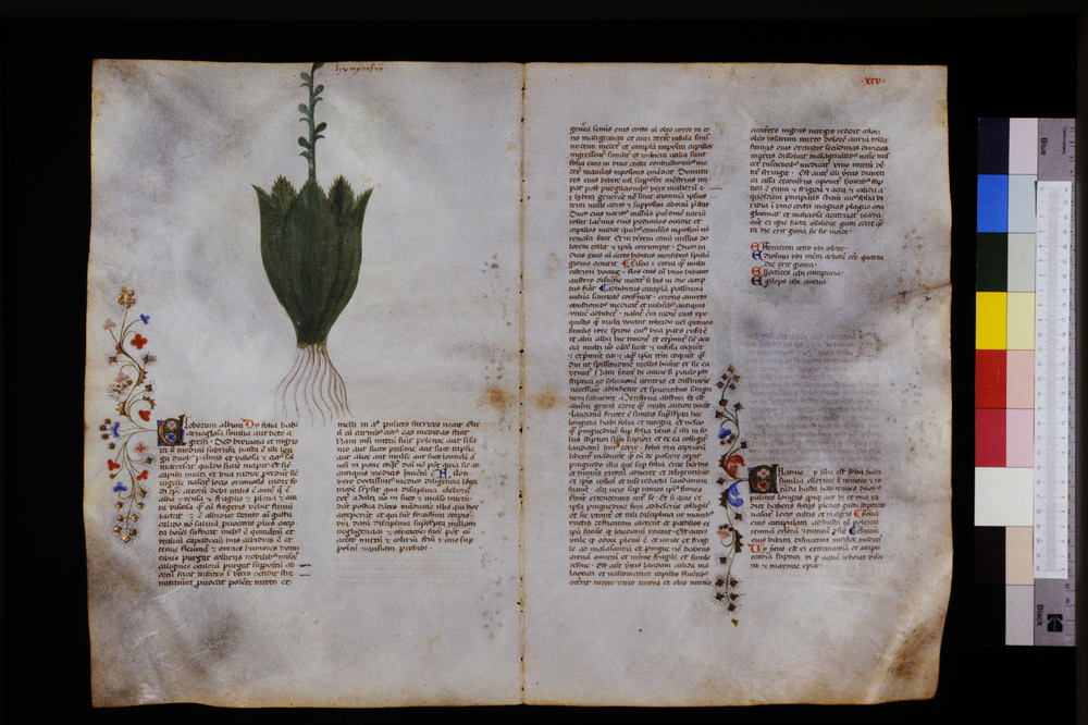 Roma, Biblioteca Casanatense, Ms. 459
icpal_29607
Keywords: Casanatense Ms. 459, Casanatense