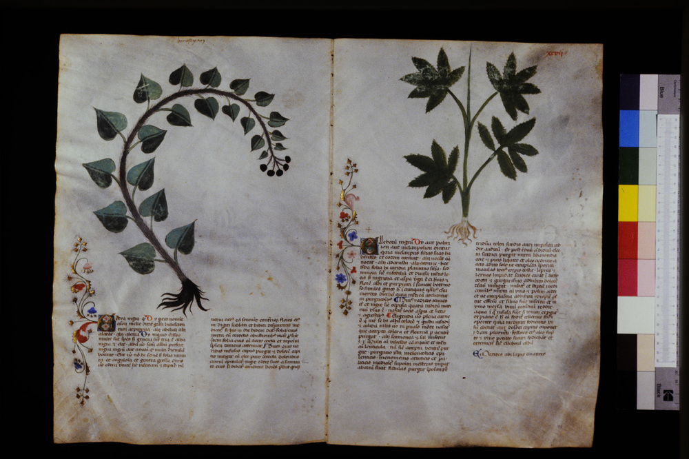 Roma, Biblioteca Casanatense, Ms. 459
icpal_29609
Keywords: Casanatense Ms. 459, Casanatense