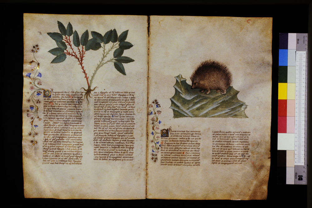 Roma, Biblioteca Casanatense, Ms. 459
icpal_29612
Keywords: Casanatense Ms. 459, Casanatense