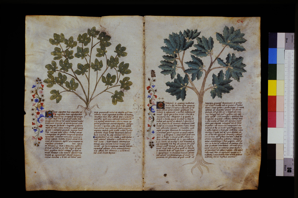 Roma, Biblioteca Casanatense, Ms. 459
icpal_29614
Keywords: Casanatense Ms. 459, Casanatense