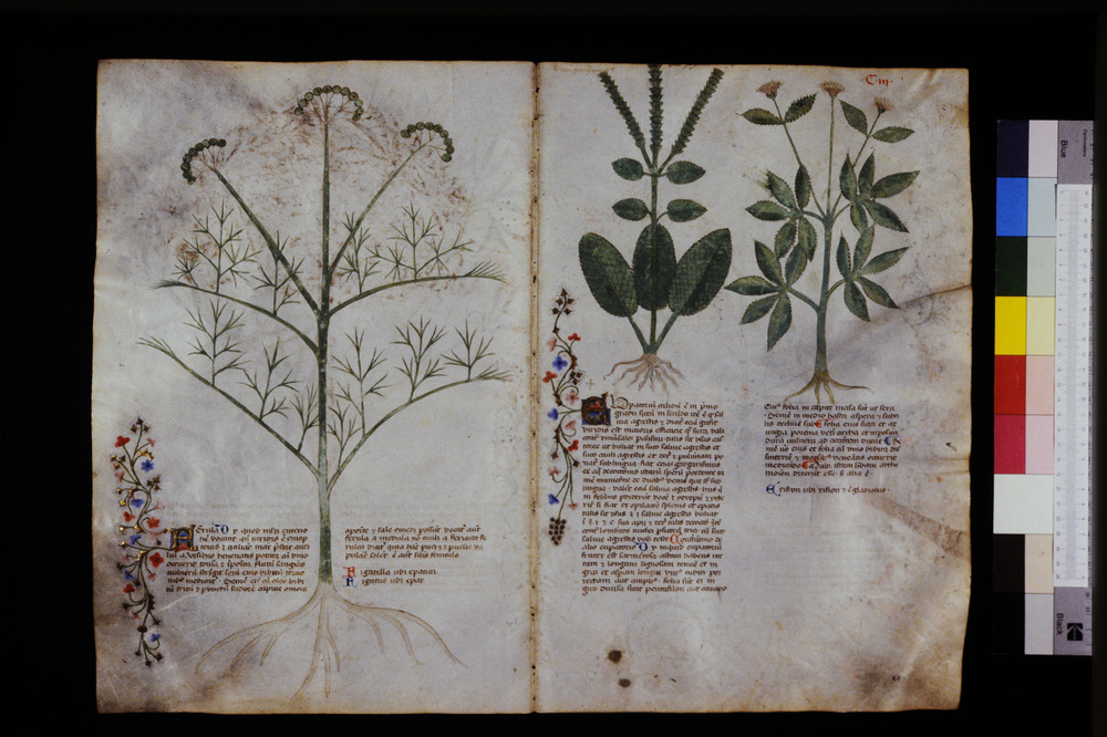 Roma, Biblioteca Casanatense, Ms. 459
icpal_29615
Keywords: Casanatense Ms. 459, Casanatense