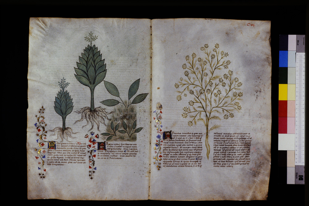 Roma, Biblioteca Casanatense, Ms. 459
icpal_29619
Keywords: Casanatense Ms. 459, Casanatense