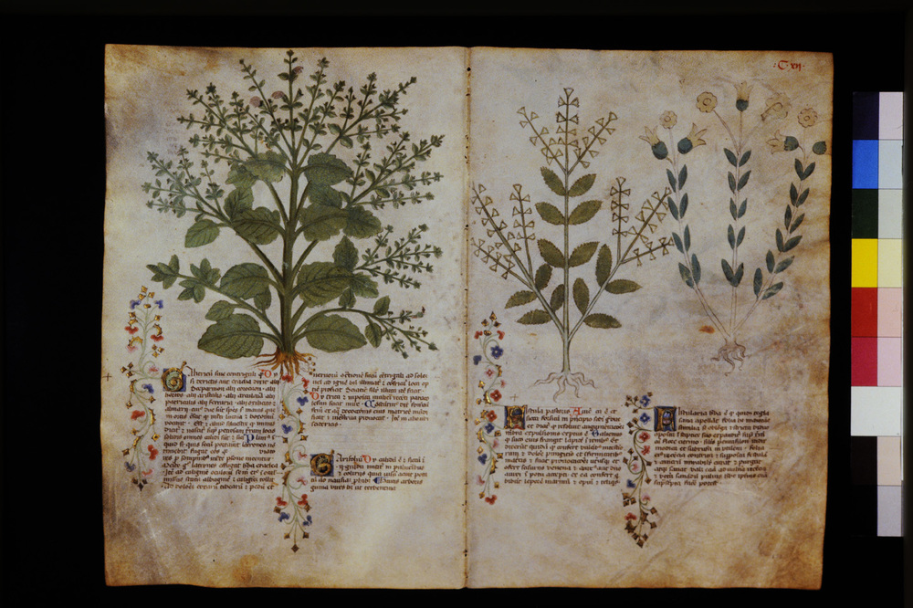 Roma, Biblioteca Casanatense, Ms. 459
icpal_29624
Keywords: Casanatense Ms. 459, Casanatense