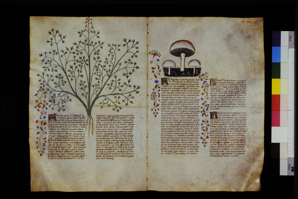 Roma, Biblioteca Casanatense, Ms. 459
icpal_29628
Keywords: Casanatense Ms. 459, Casanatense