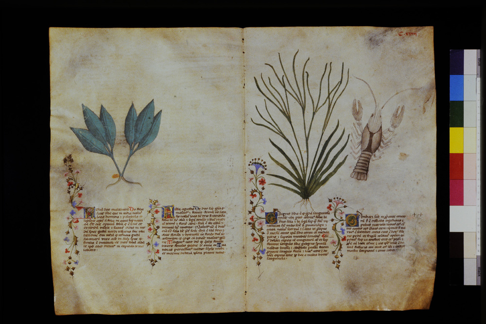 Roma, Biblioteca Casanatense, Ms. 459
icpal_29630
Keywords: Casanatense Ms. 459, Casanatense