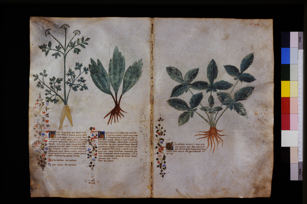 Roma, Biblioteca Casanatense, Ms. 459
icpal_29633
Keywords: Casanatense Ms. 459, Casanatense