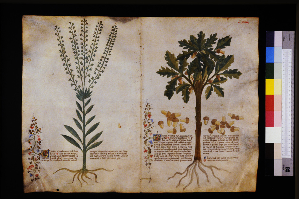 Roma, Biblioteca Casanatense, Ms. 459
icpal_29636
Keywords: Casanatense Ms. 459, Casanatense