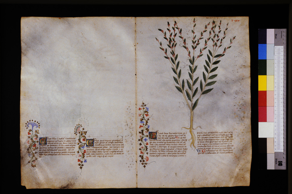Roma, Biblioteca Casanatense, Ms. 459
icpal_29637
Keywords: Casanatense Ms. 459, Casanatense