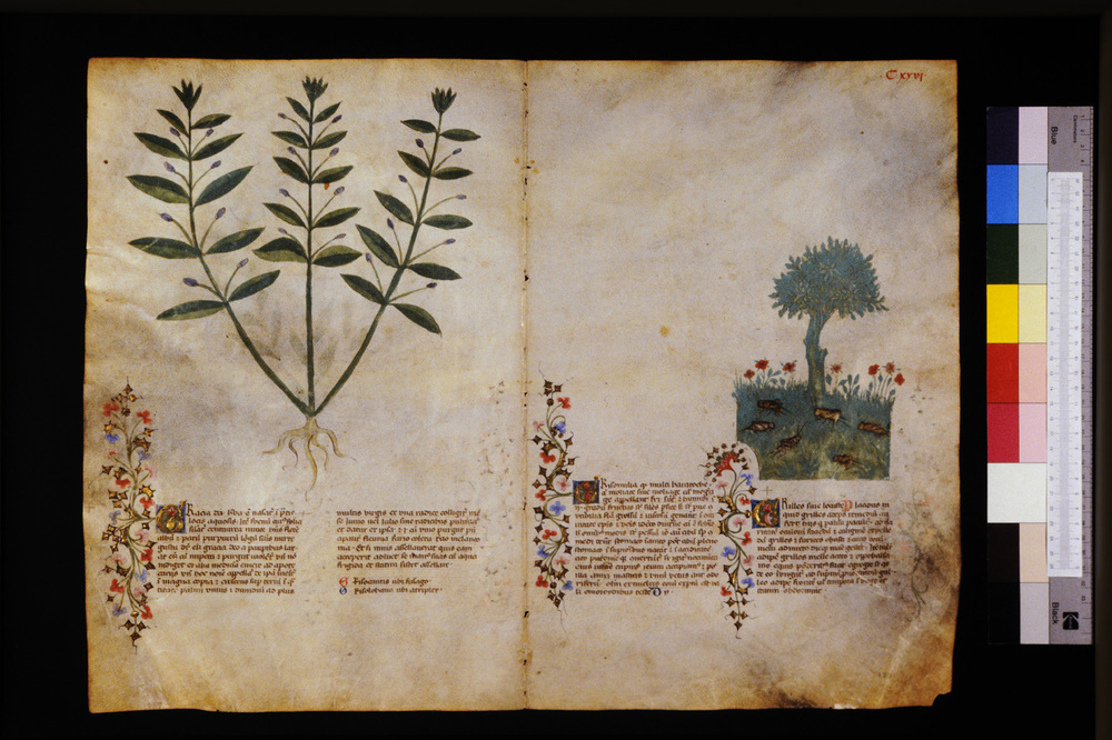 Roma, Biblioteca Casanatense, Ms. 459
icpal_29638
Keywords: Casanatense Ms. 459, Casanatense