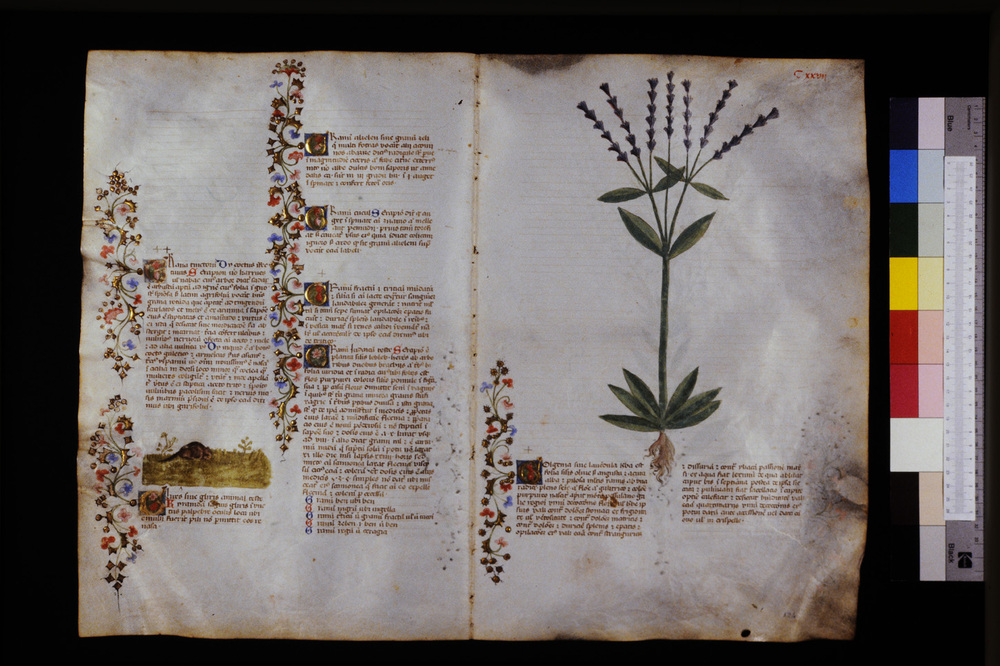 Roma, Biblioteca Casanatense, Ms. 459
icpal_29639
Keywords: Casanatense Ms. 459, Casanatense