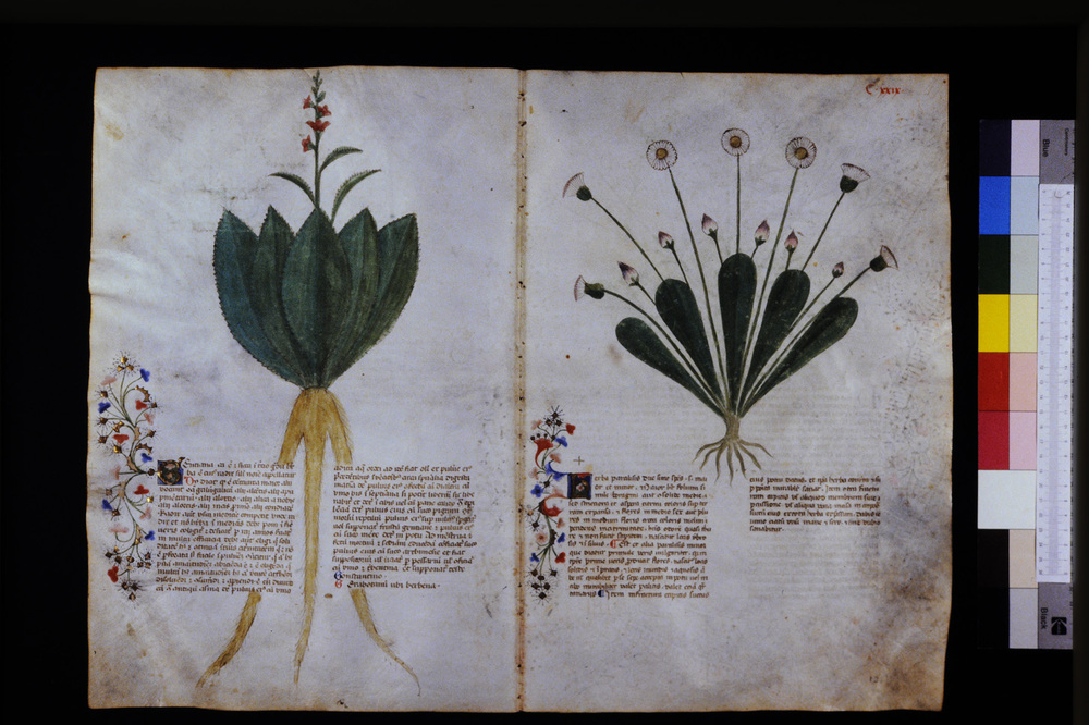 Roma, Biblioteca Casanatense, Ms. 459
icpal_29641
Keywords: Casanatense Ms. 459, Casanatense