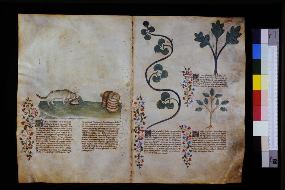 Roma, Biblioteca Casanatense, Ms. 459
icpal_29642
Keywords: Casanatense Ms. 459, Casanatense