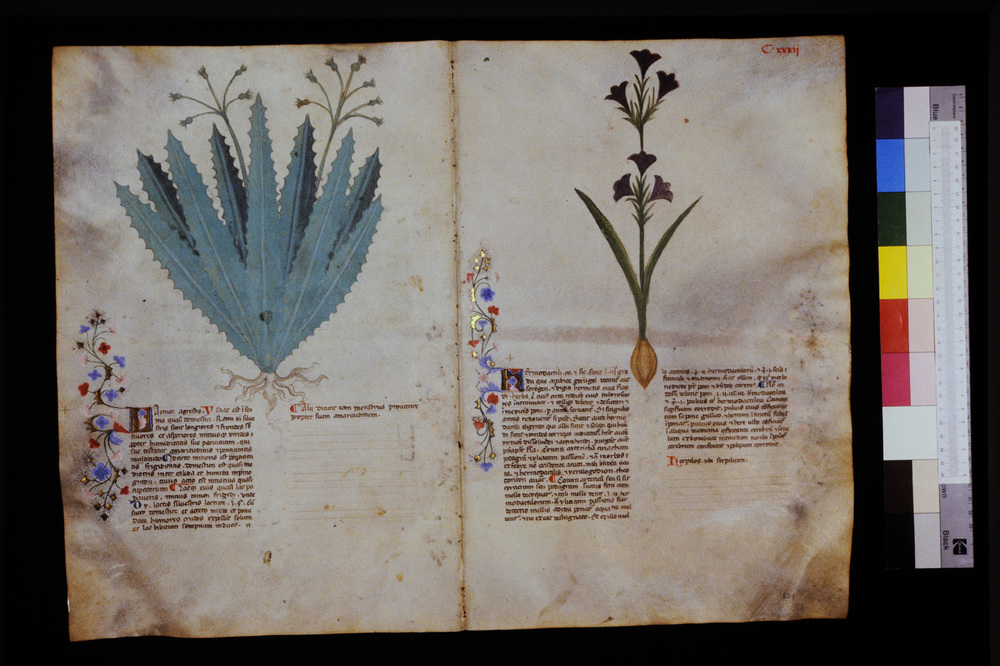 Roma, Biblioteca Casanatense, Ms. 459
icpal_29644
Keywords: Casanatense Ms. 459, Casanatense