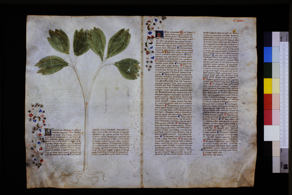 Roma, Biblioteca Casanatense, Ms. 459
icpal_29645
Keywords: Casanatense Ms. 459, Casanatense