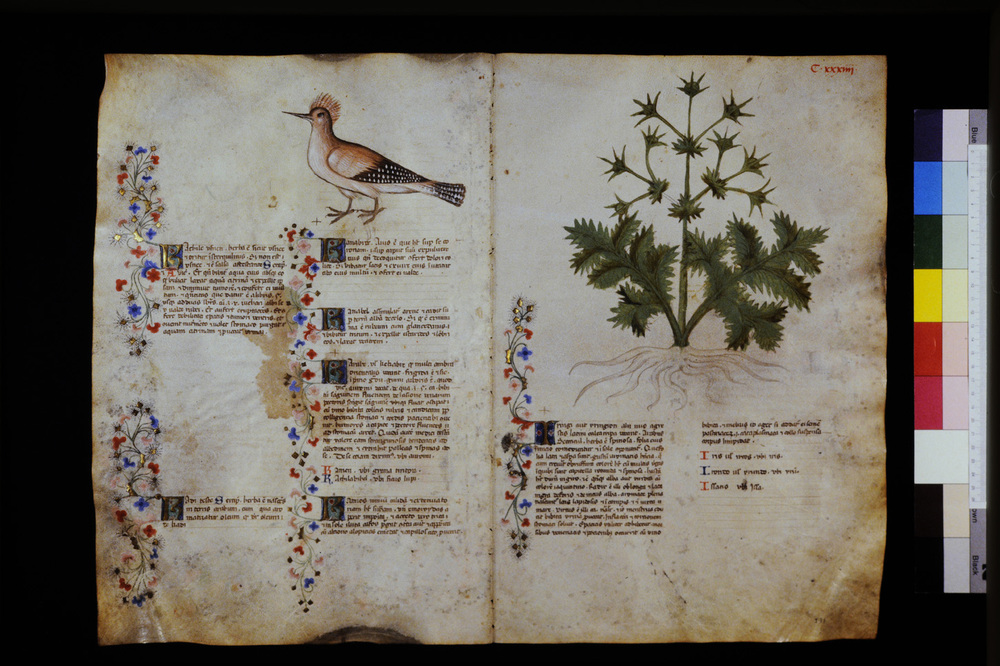 Roma, Biblioteca Casanatense, Ms. 459
icpal_29646
Keywords: Casanatense Ms. 459, Casanatense