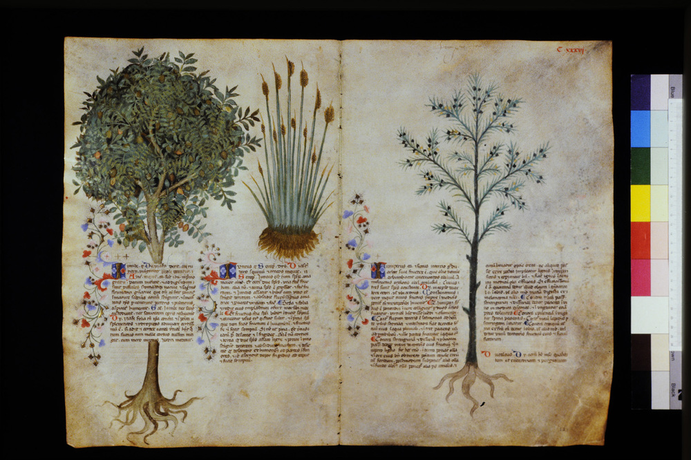 Roma, Biblioteca Casanatense, Ms. 459
icpal_29648
Keywords: Casanatense Ms. 459, Casanatense