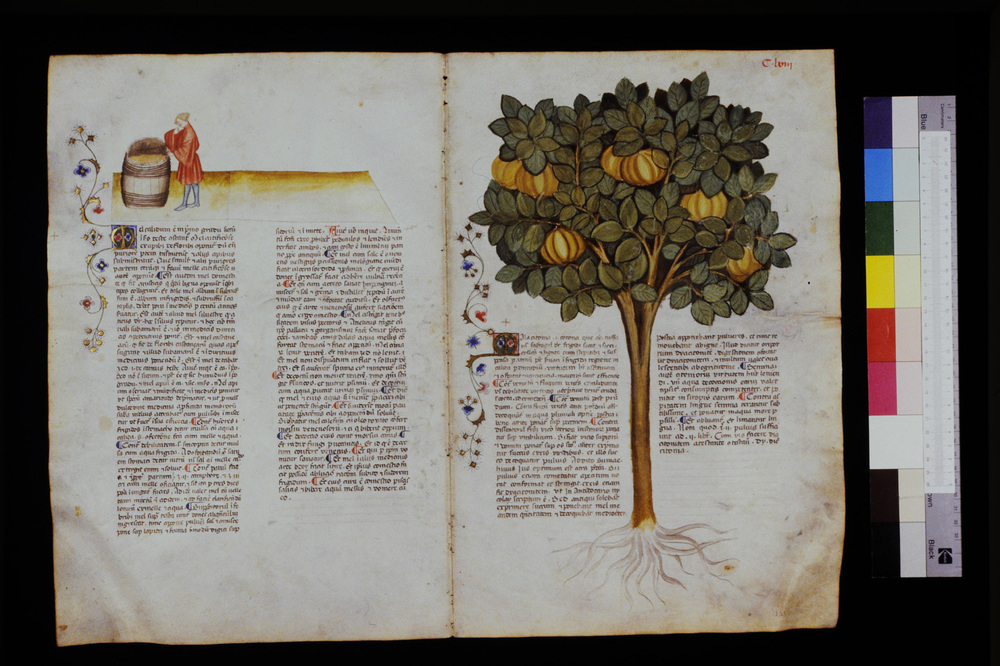 Roma, Biblioteca Casanatense, Ms. 459
icpal_29671
Keywords: Casanatense Ms. 459, Casanatense