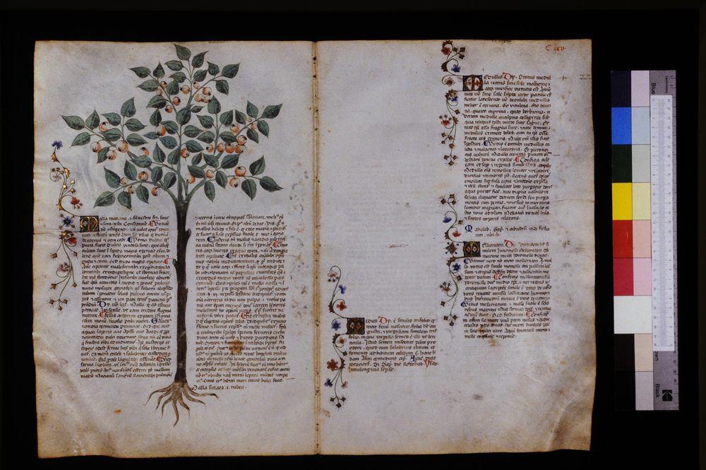 Roma, Biblioteca Casanatense, Ms. 459
icpal_29678
Keywords: Casanatense Ms. 459, Casanatense