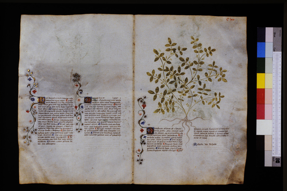 Roma, Biblioteca Casanatense, Ms. 459
icpal_29682
Keywords: Casanatense Ms. 459, Casanatense
