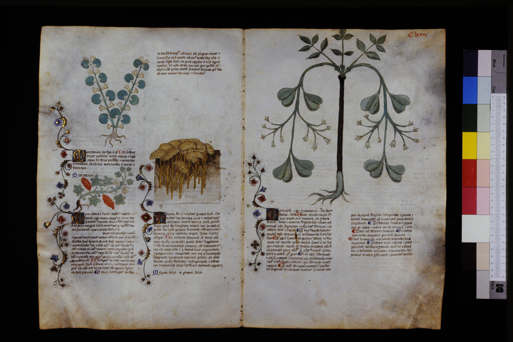 Roma, Biblioteca Casanatense, Ms. 459
icpal_29686
Keywords: Casanatense Ms. 459, Casanatense