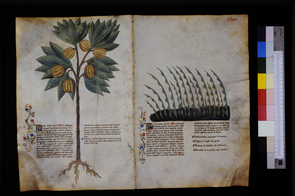 Roma, Biblioteca Casanatense, Ms. 459
icpal_29693
Keywords: Casanatense Ms. 459, Casanatense