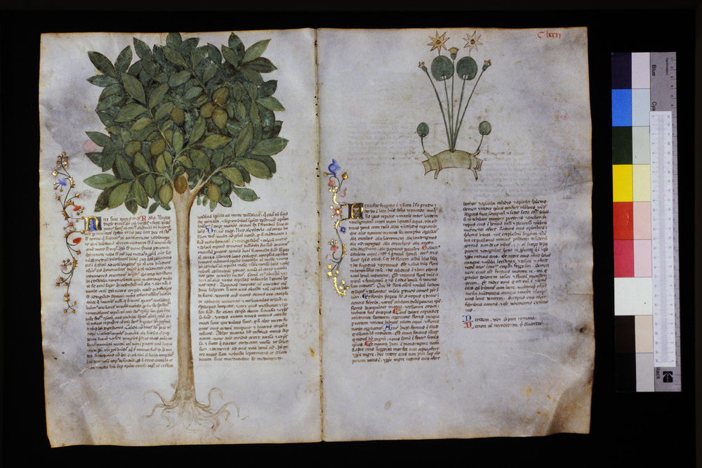 Roma, Biblioteca Casanatense, Ms. 459
icpal_29694
Keywords: Casanatense Ms. 459, Casanatense