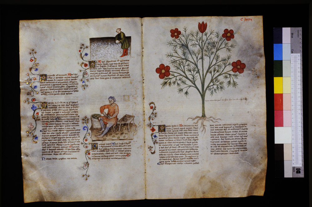 Roma, Biblioteca Casanatense, Ms. 459
icpal_29695
Keywords: Casanatense Ms. 459, Casanatense