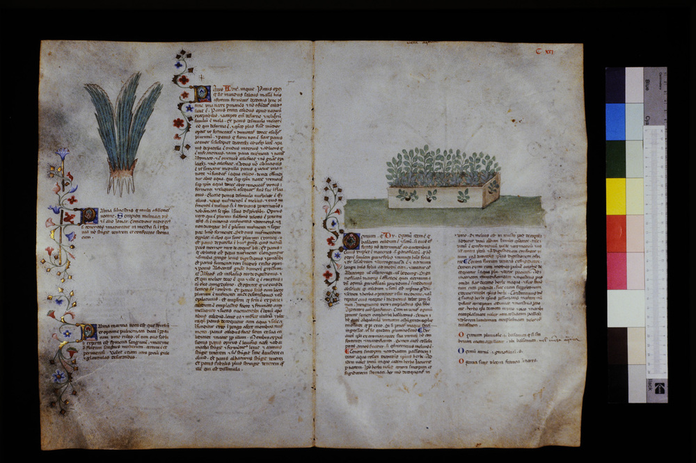 Roma, Biblioteca Casanatense, Ms. 459
icpal_29704
Keywords: Casanatense Ms. 459, Casanatense