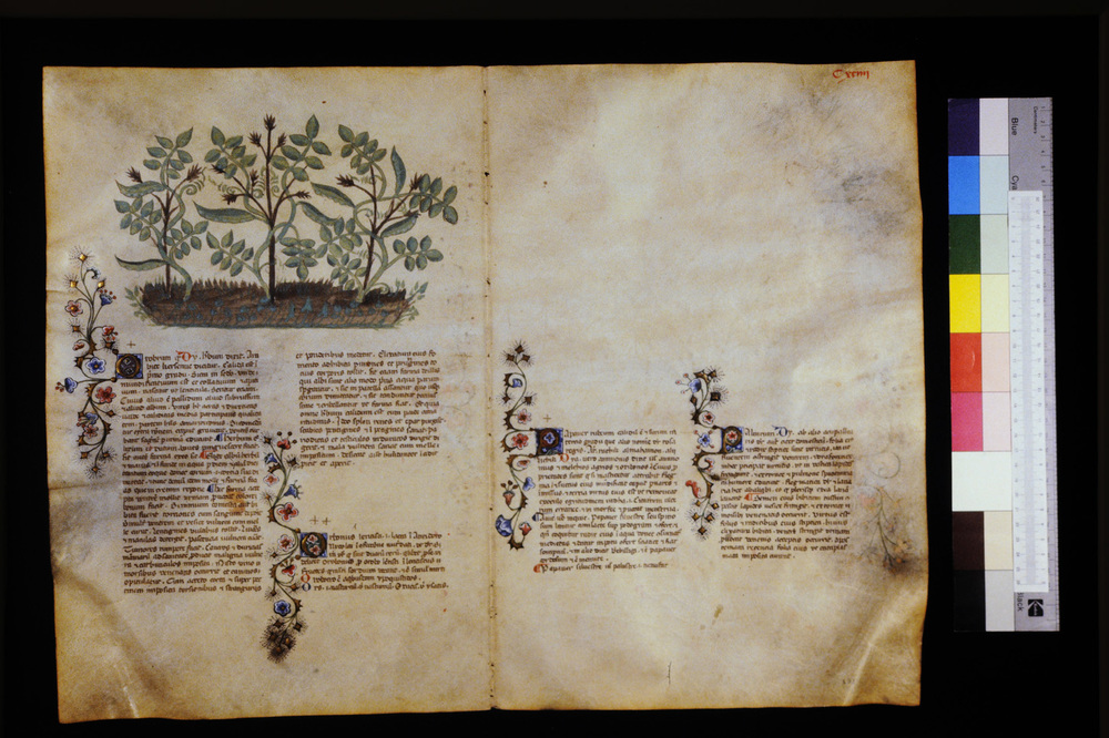 Roma, Biblioteca Casanatense, Ms. 459
icpal_29707
Keywords: Casanatense Ms. 459, Casanatense