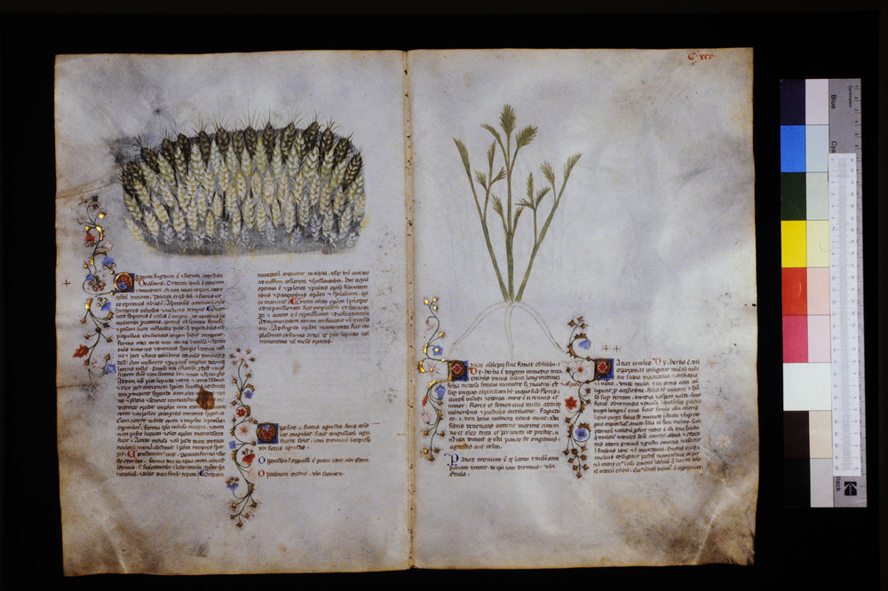 Roma, Biblioteca Casanatense, Ms. 459
icpal_29708
Keywords: Casanatense Ms. 459, Casanatense