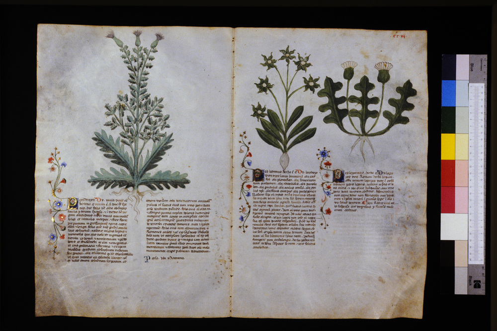 Roma, Biblioteca Casanatense, Ms. 459
icpal_29716
Keywords: Casanatense Ms. 459, Casanatense