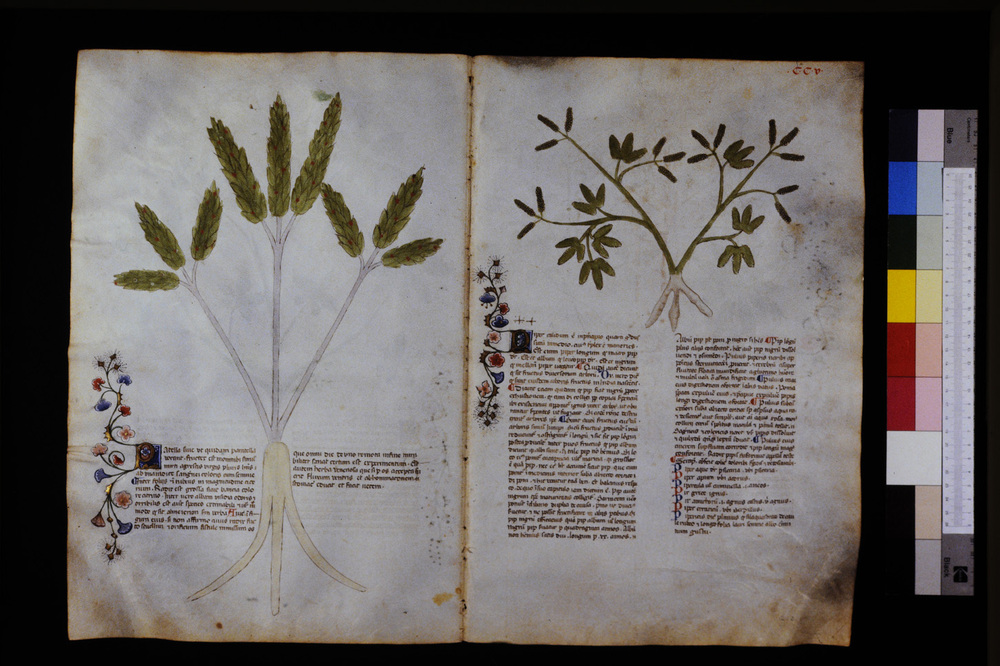 Roma, Biblioteca Casanatense, Ms. 459
icpal_29718
Keywords: Casanatense Ms. 459, Casanatense