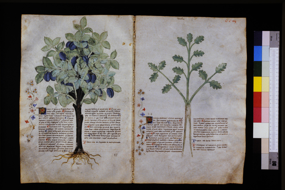 Roma, Biblioteca Casanatense, Ms. 459
icpal_29720
Keywords: Casanatense Ms. 459, Casanatense