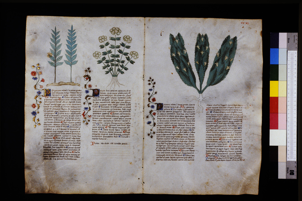 Roma, Biblioteca Casanatense, Ms. 459
icpal_29724
Keywords: Casanatense Ms. 459, Casanatense