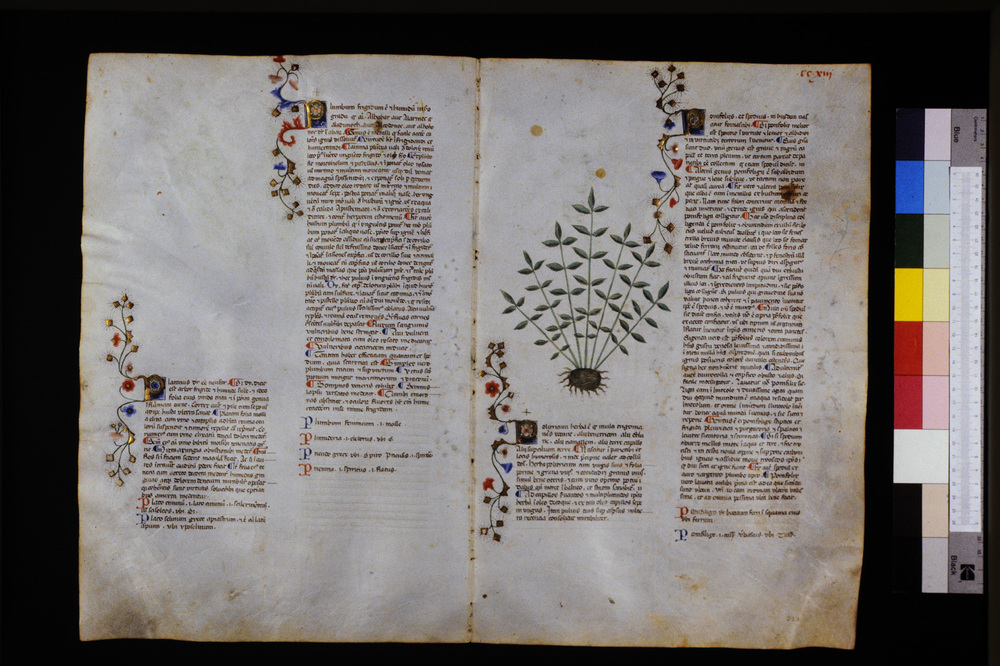 Roma, Biblioteca Casanatense, Ms. 459
icpal_29726
Keywords: Casanatense Ms. 459, Casanatense