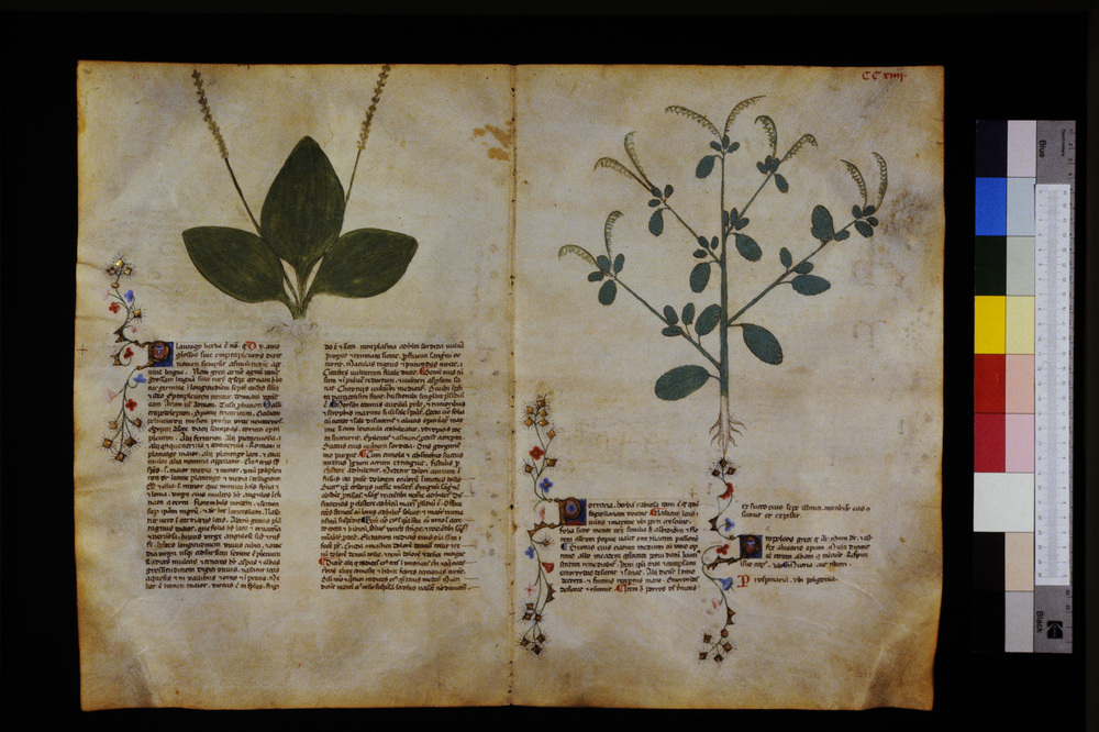 Roma, Biblioteca Casanatense, Ms. 459
icpal_29727
Keywords: Casanatense Ms. 459, Casanatense
