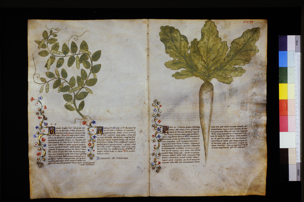 Roma, Biblioteca Casanatense, Ms. 459
icpal_29733
Keywords: Casanatense Ms. 459, Casanatense