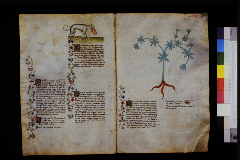 Roma, Biblioteca Casanatense, Ms. 459
icpal_29739
Keywords: Casanatense Ms. 459, Casanatense