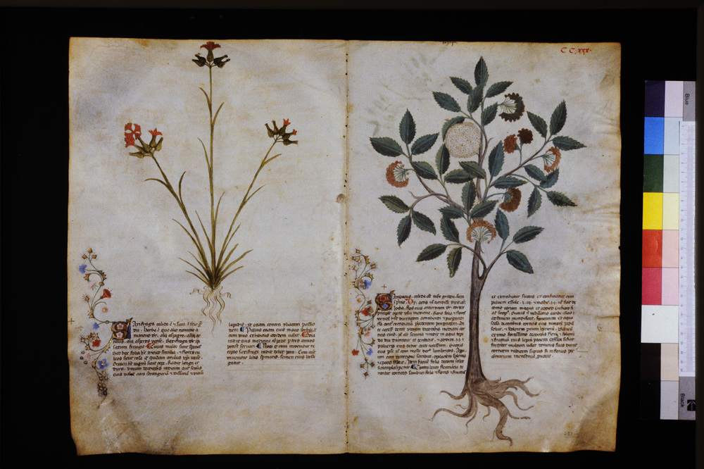 Roma, Biblioteca Casanatense, Ms. 459
icpal_29743
Keywords: Casanatense Ms. 459, Casanatense