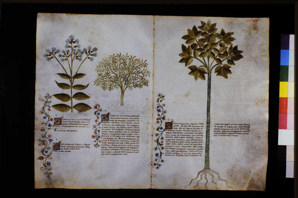 Roma, Biblioteca Casanatense, Ms. 459
icpal_29744
Keywords: Casanatense Ms. 459, Casanatense